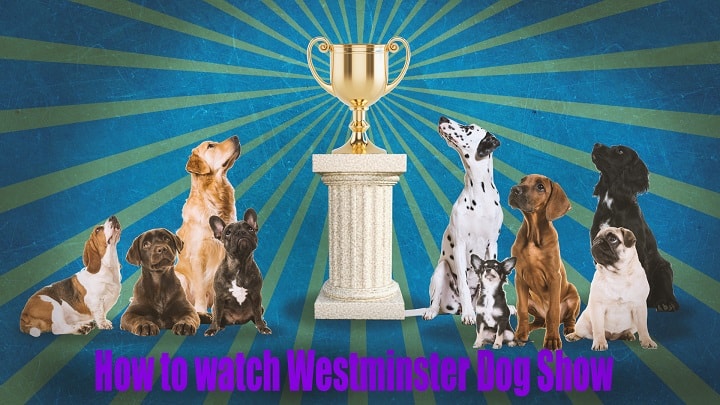 Aprender acerca 55+ imagen westminster kennel club live stream