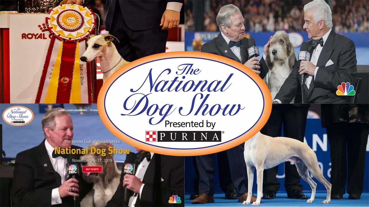 Watch National Dog Show 2021 Live Stream Dog Show TV