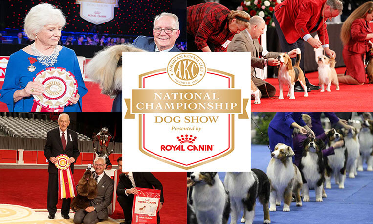 AKC National Championship Live Stream