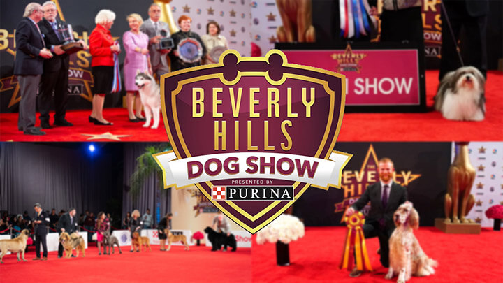 Beverly hills dog show live stream (1)