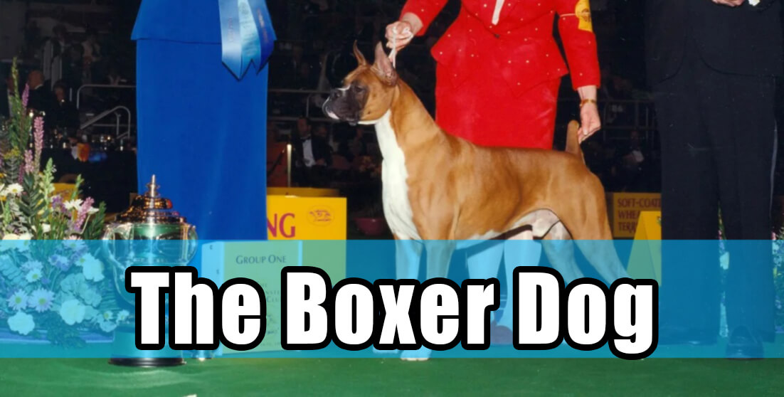 boxer dog in dog shows