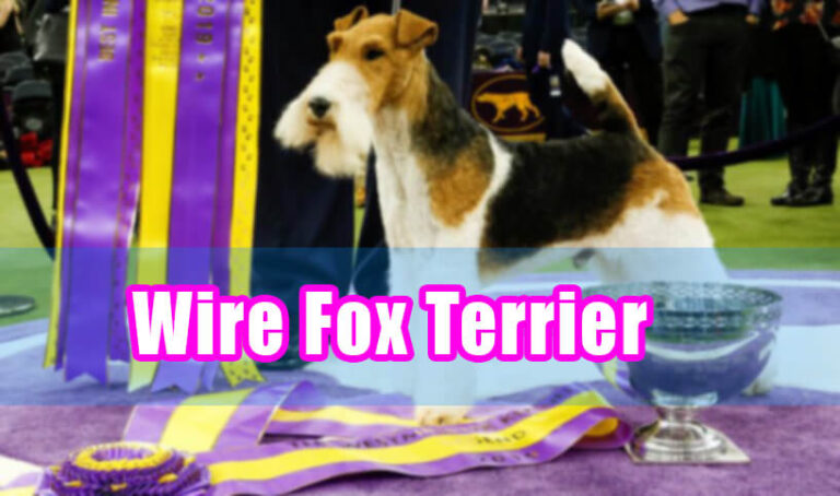 wire fox terrier in dog shows