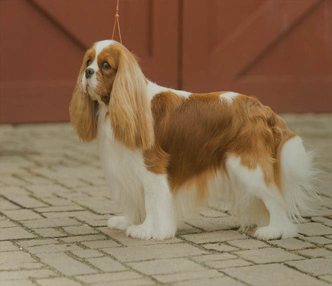 Cavalier King Charles Spaniel