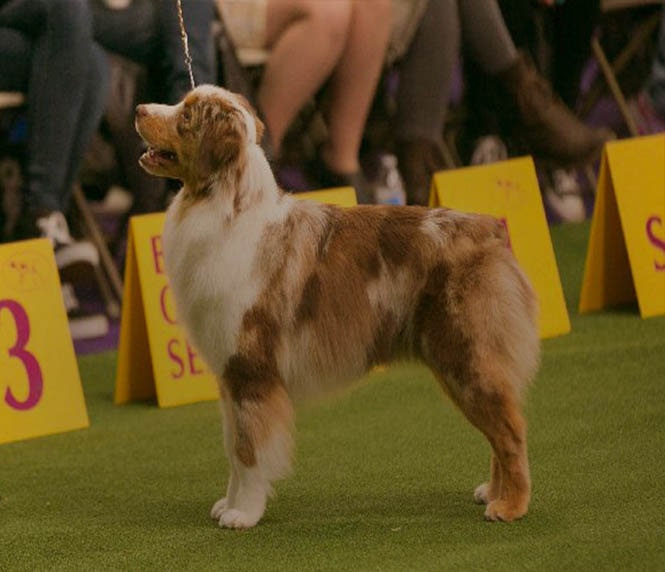 Australian Shepherd Westminster Breed