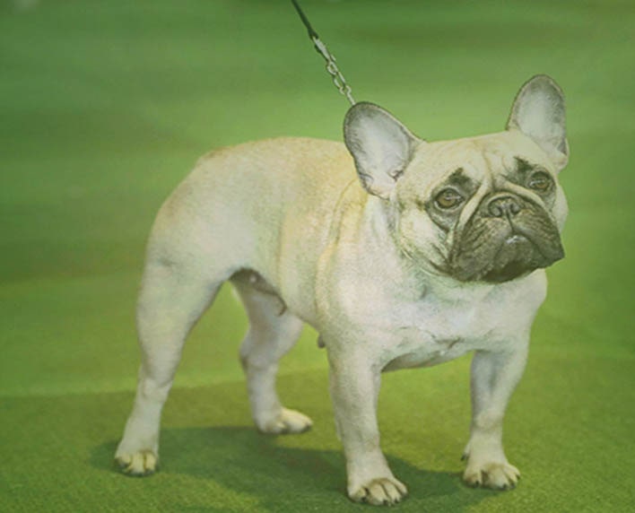 French Bulldog Westminster Breed 