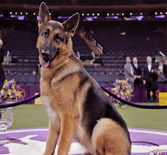 German Shepherd Dog Breed