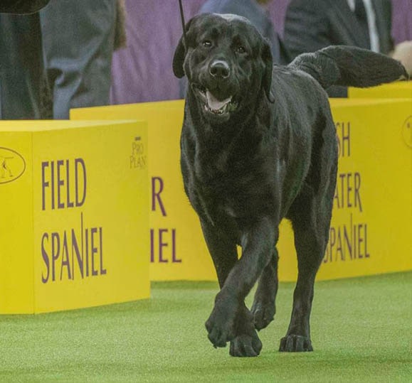 Labrador Retriever Breed