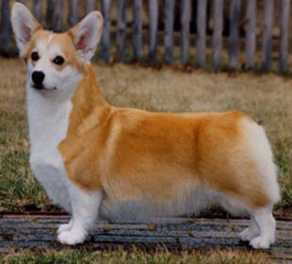 Pembroke Welsh Corgi Breed