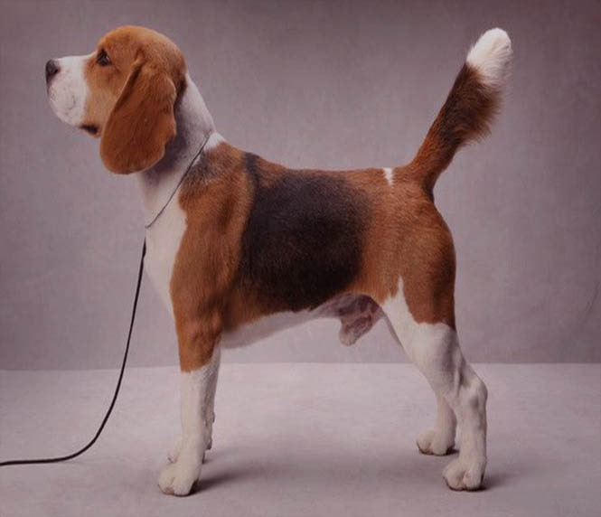 Beagle Dog Show Breed