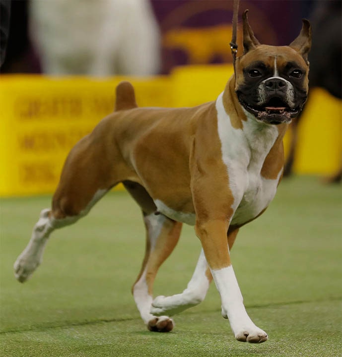 Breed Boxer Dog