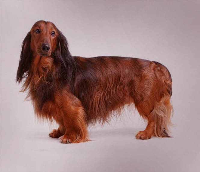 Dachshund Dog Breed