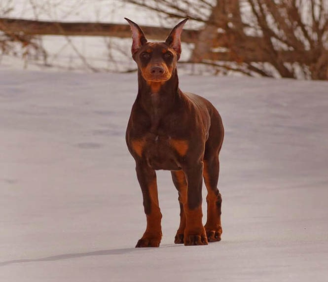 Doberman Dog Breed