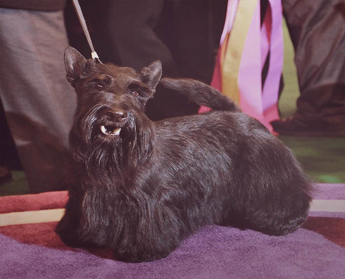 Scottish Terrier Dog Breed