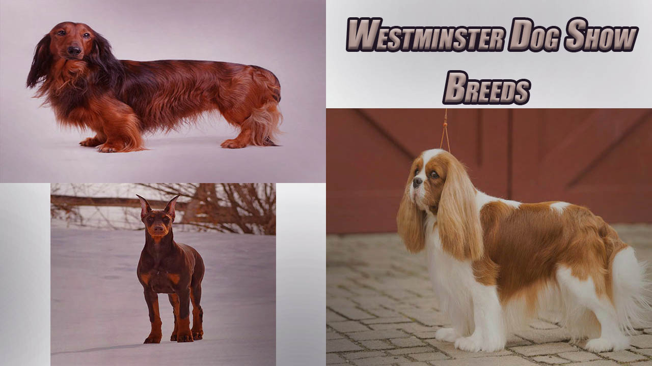 Westminster Dog Show Breeds