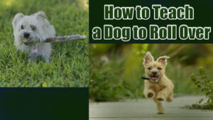 How to Teach a Dog to Roll Over
