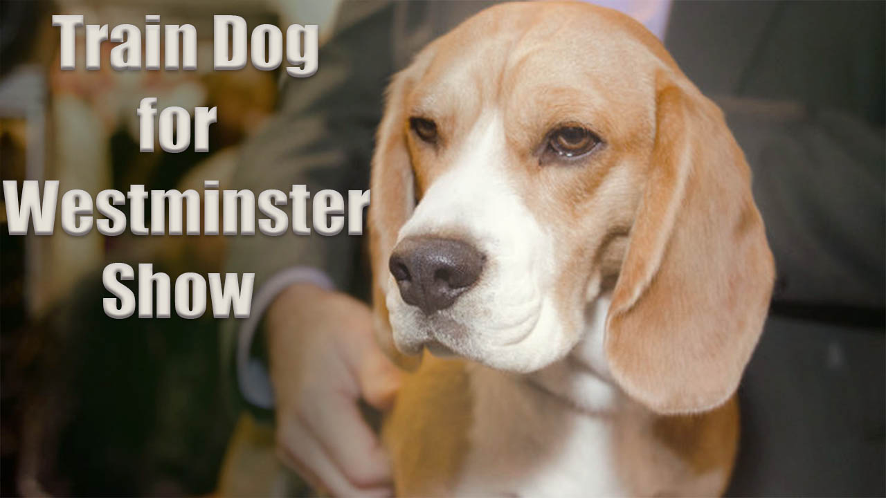 How to Train Dog for Westminster Show