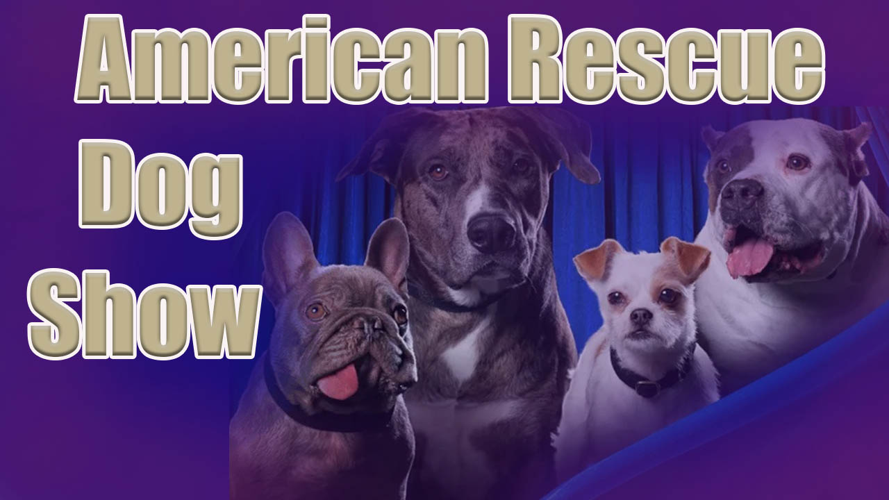 American Rescue Dog Show 2022 Live Stream Online TV