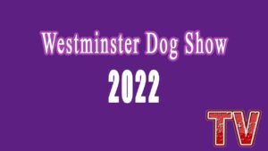 How to Watch Westminster Dog Show 2022