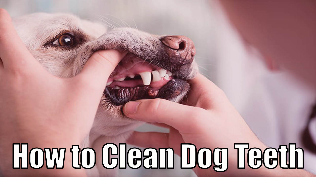 Clean Dog Teeth Without Anesthesia
