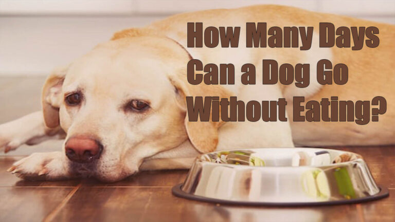 Dog Go Without Eating