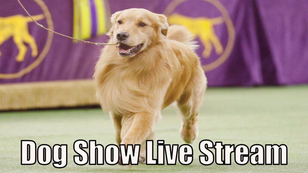 How to Watch Thanksgiving Dog Show Live Stream