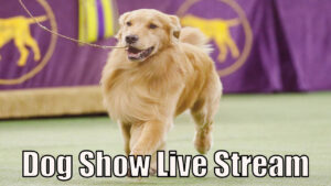 Dog Show Live Stream