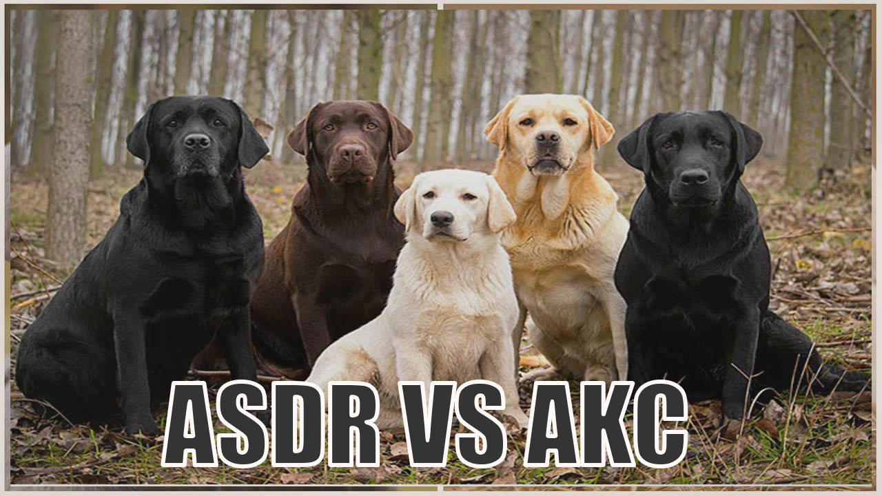 American Stock Dog Registry vs AKC