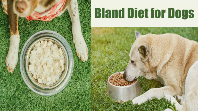 Bland Diet for Dogs