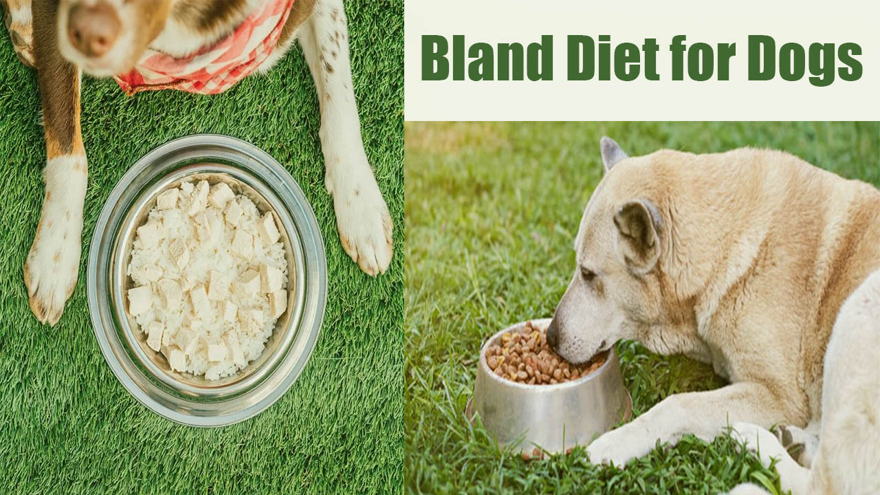 Let's Know Best Bland Diet for Dogs with Complete Guideline