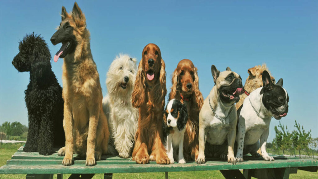 Board and Train Dog