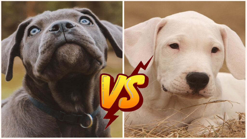 Cane Corso VS Dogo Argentino