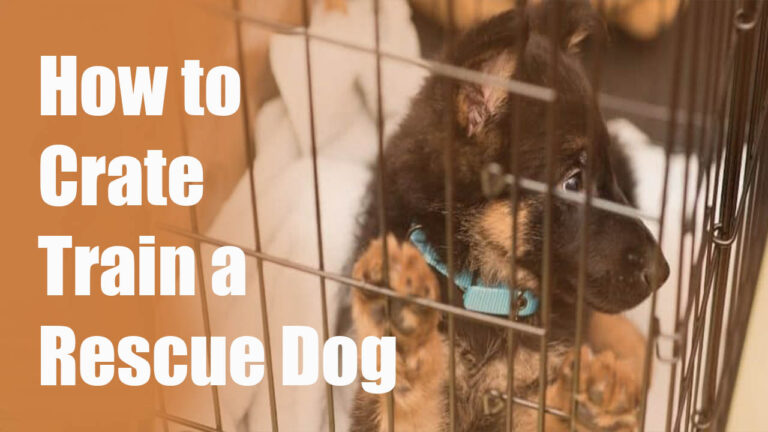 How to Crate Train a Rescue Dog