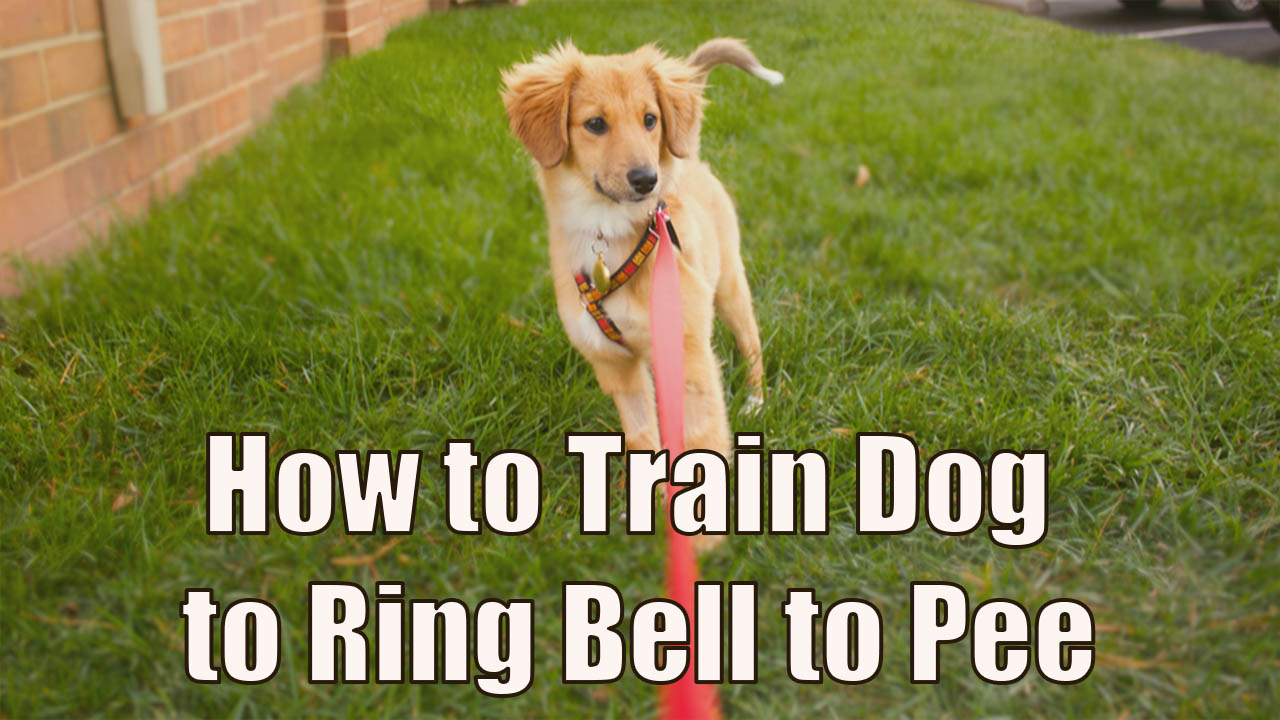 How to Train Dog to Ring Bell to Pee