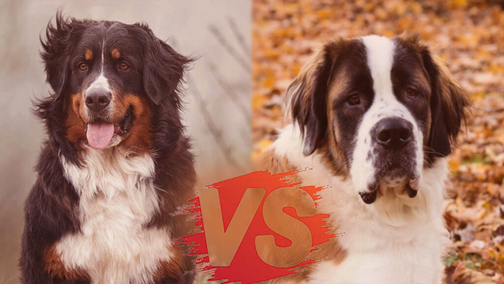 St. Bernard vs Bernese Mountain Dog