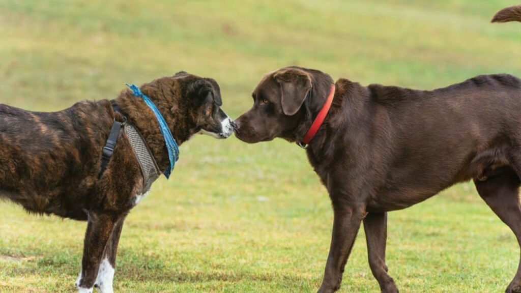 Train Your Dog to Ignore Other Dogs