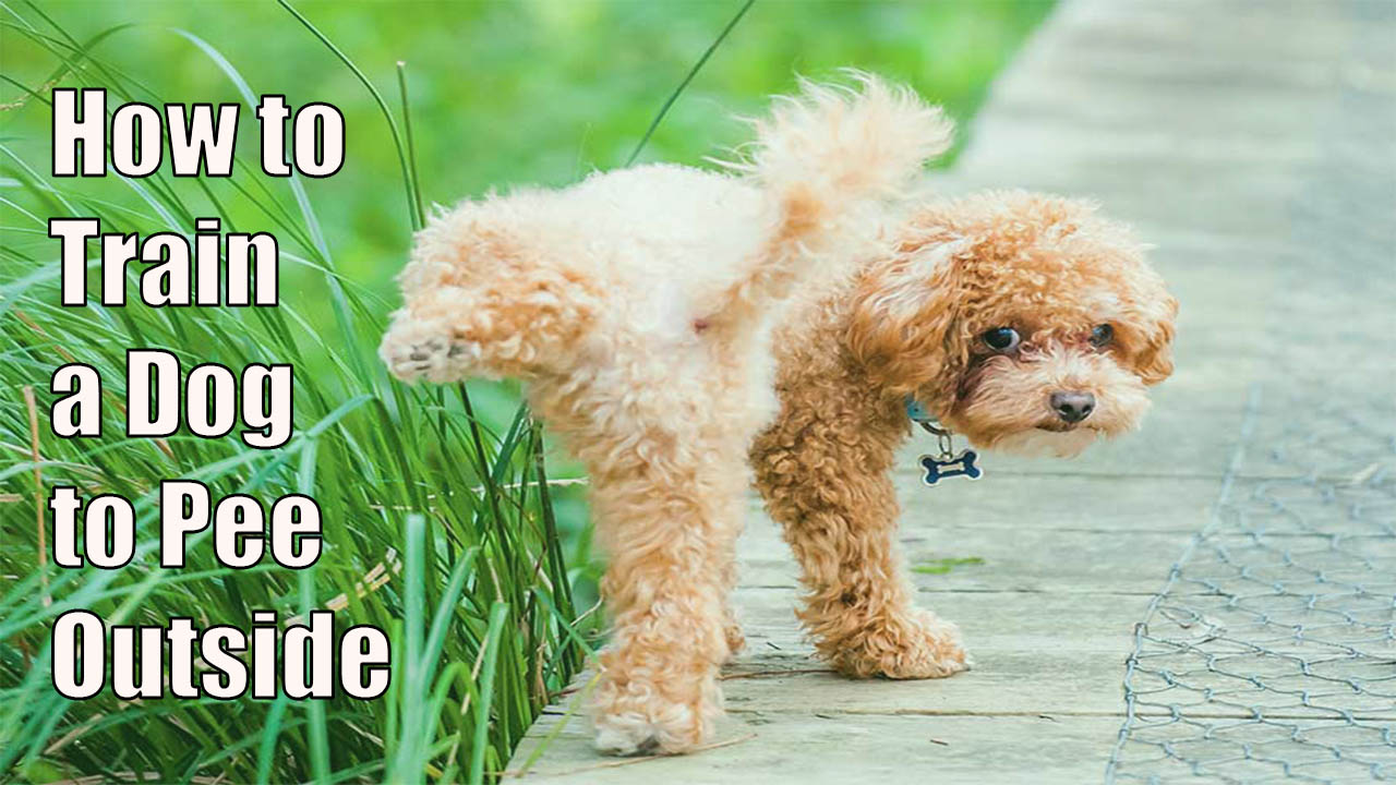 How to Train a Dog to Pee Outside
