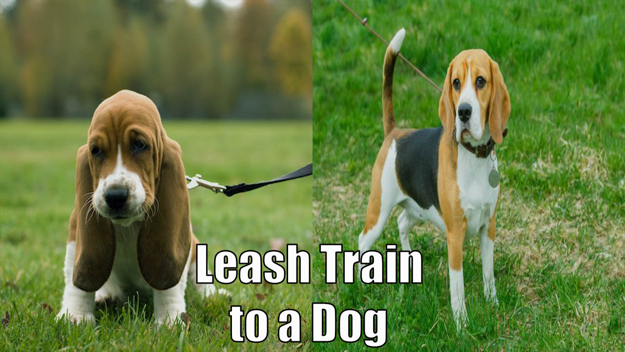 Leash Train to a Dog
