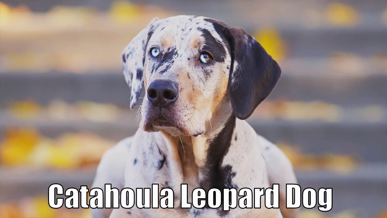 How to Train A Catahoula Leopard Dog - Everything To Know