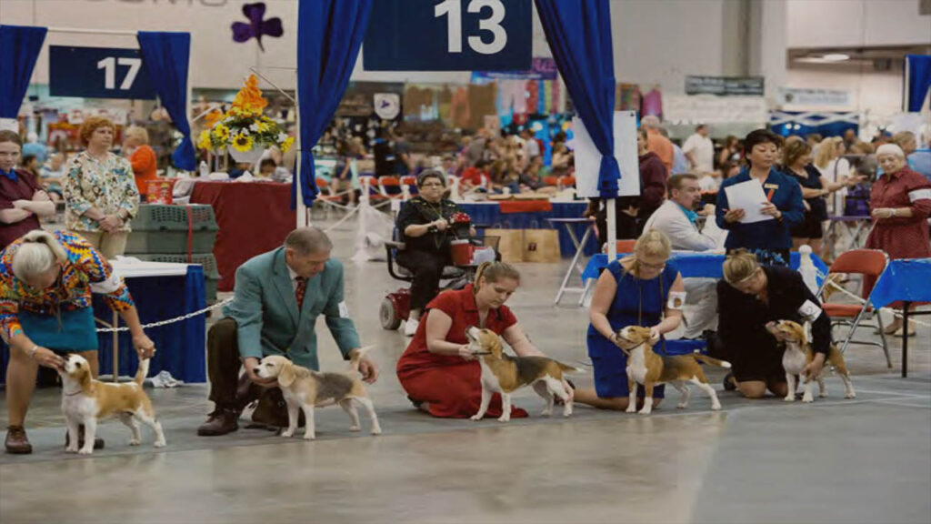 How to Watch Houston Dog Show Live Stream Online TV