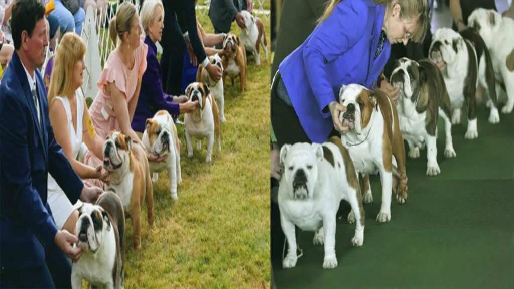 Westminster Dog Show 2023 Meet the Breeds Let's Know!! Dog Show TV