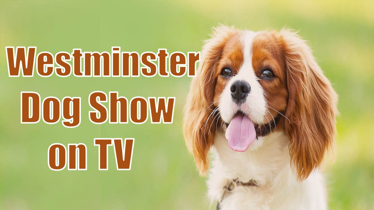 Westminster Dog Show on TV