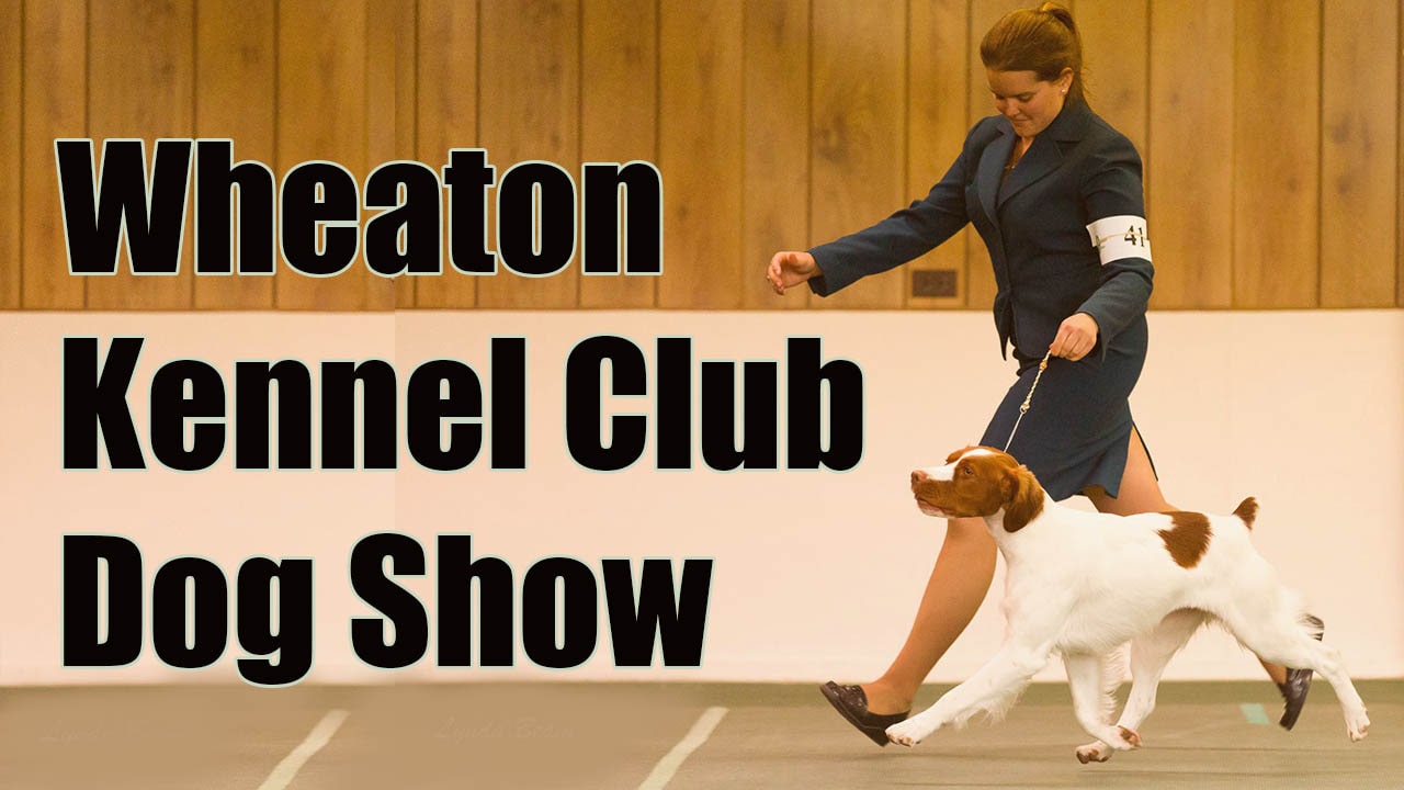 Wheaton Kennel Club Dog Show 