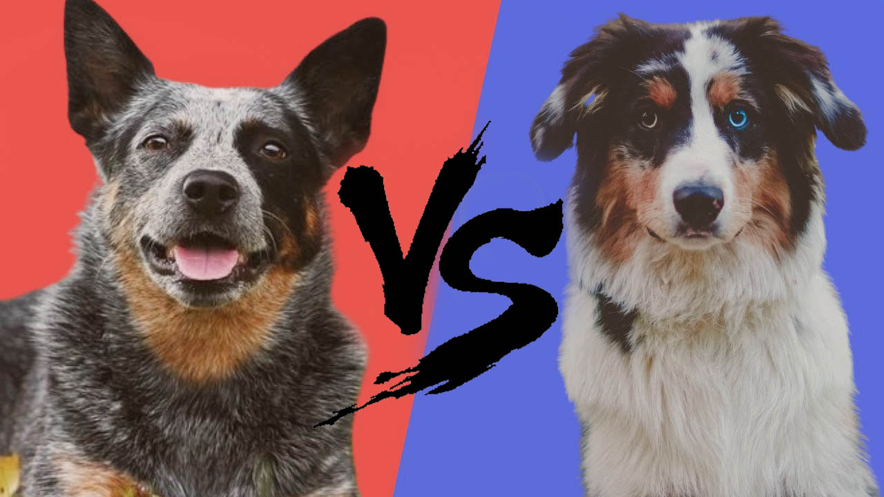 Australian Cattle Dog vs Blue Heeler