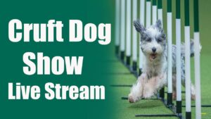 Cruft Dog Show Live Stream