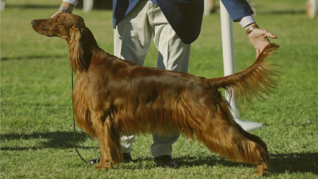 IABCA Dog Show Live Stream