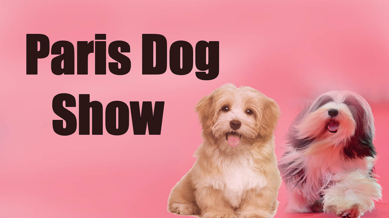 Paris Dog Show Live Stream