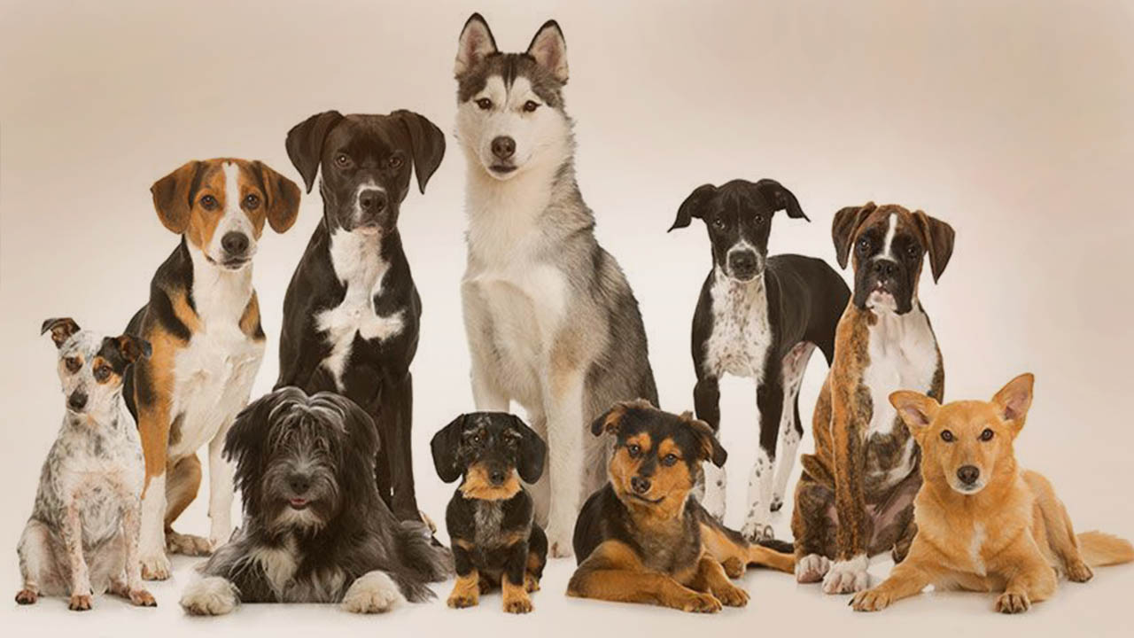 Top 15 Dog Breeds for Westminster Dog Show