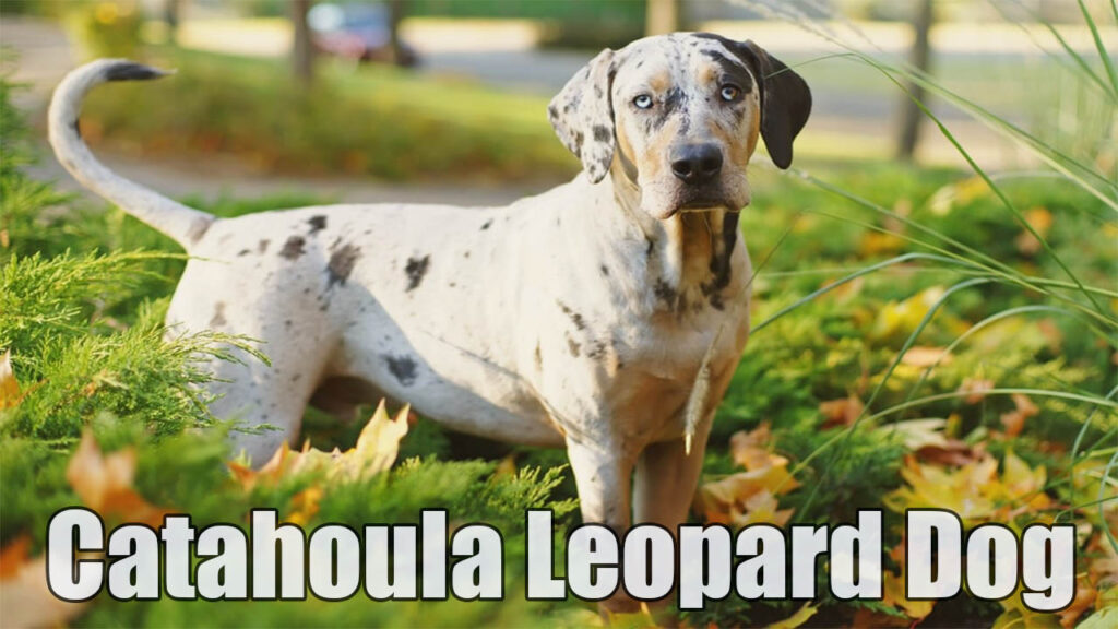 How to Train a Catahoula Leopard Dog: A Comprehensive Guide!!
