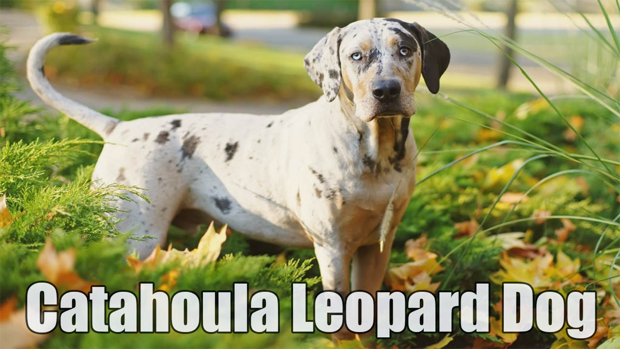How to Train a Catahoula Leopard Dog