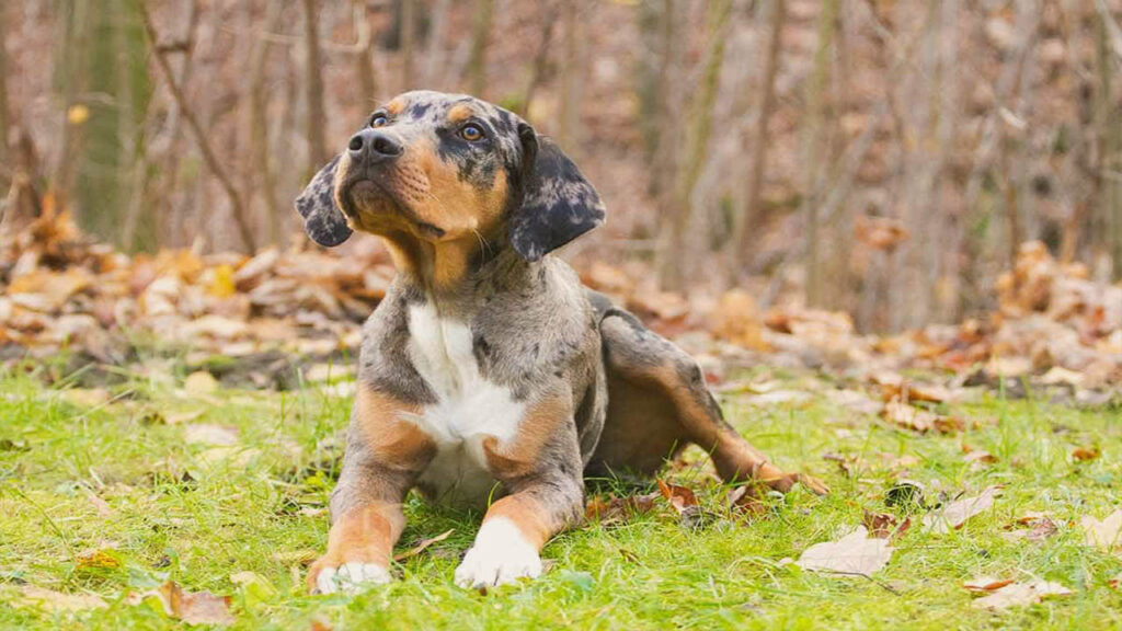 When Do Catahoula Dogs Calm Down